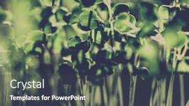  Presentation with green fresh food - Amazing PPT theme having fresh-green-seedlings-growing-healthy backdrop and a dark gray colored foreground