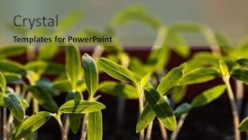  Presentation with green fresh food - Colorful slide set enhanced with fresh-green-seedlings-growing-healthy backdrop and a gold colored foreground