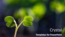  Presentation with green fresh food - Slide deck having fresh-green-seedlings-growing-healthy background and a wine colored foreground