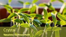  Presentation with green fresh food - PPT layouts consisting of fresh-green-seedlings-growing-healthy background and a tawny brown colored foreground