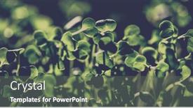  Presentation with green fresh food - Theme with fresh-green-seedlings-growing-healthy background and a gray colored foreground