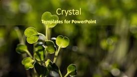  Presentation with green fresh food - Colorful PPT layouts enhanced with fresh-green-seedlings-growing-healthy backdrop and a tawny brown colored foreground