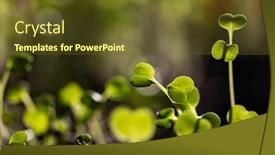  Presentation with green fresh food - Slides having fresh-green-seedlings-growing-healthy background and a tawny brown colored foreground