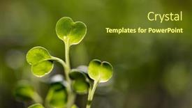  Presentation with green fresh food - Audience pleasing theme consisting of fresh-green-seedlings-growing-healthy backdrop and a tawny brown colored foreground