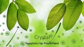  Presentation with release - Beautiful theme featuring fresh-green-spring-leaves backdrop and a yellow colored foreground