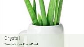  Presentation with white green - Presentation with fresh-green-spring-onion-bunch background and a mint green colored foreground