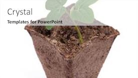  Presentation with sprout - Presentation theme enhanced with fresh-green-sprout-in-peat background and a white colored foreground