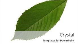  Presentation with cherry - Slides consisting of fresh-green-sweet-cherry-leaf background and a white colored foreground