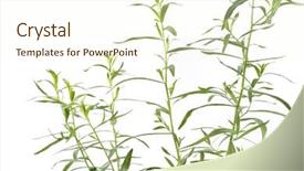  Presentation with white green - Slides with fresh-green-tarragon-twigs background and a cream colored foreground