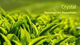  Presentation with tea leaves - Slides having fresh-green-tea-bud background and a tawny brown colored foreground