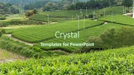  Presentation with green tea - Amazing slide deck having fresh-green-tea-field backdrop and a tawny brown colored foreground