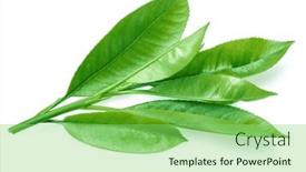  Presentation with tea leaves fresh green leaf - Slide set enhanced with fresh-green-tea-leaves-isolated background and a  colored foreground
