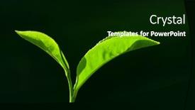  Presentation with dark green - Cool new slide deck with fresh-green-tea-leaves backdrop and a black colored foreground