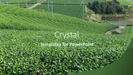  Presentation with tea plantation - Colorful slide deck enhanced with fresh-green-tea-plantation-highland backdrop and a tawny brown colored foreground