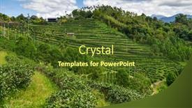  Presentation with green tea - PPT theme having fresh-green-tea-terrace-farm background and a tawny brown colored foreground
