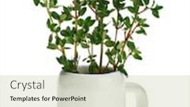  Presentation with white green - Presentation theme featuring fresh-green-thyme-bunch background and a soft green colored foreground