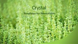  Presentation with thyme - PPT theme enhanced with fresh green thyme herbs growing background and a mint green colored foreground
