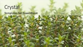  Presentation with thyme - Slides having fresh green thyme plant leaves background and a  colored foreground