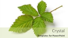  Presentation with blackberry - Presentation design with fresh-green-twig-of-blackberry background and a yellow colored foreground