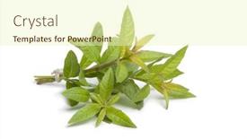  Presentation with white green - Presentation theme featuring fresh-green-vervain-bouquet-isolated background and a soft green colored foreground