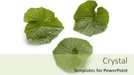  Presentation with green leaves - Audience pleasing PPT layouts consisting of fresh-green-wasabi-leaves-isolated backdrop and a yellow colored foreground