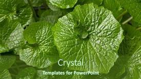  Presentation with plant - Colorful presentation design enhanced with fresh-green-wasabi-plant-close backdrop and a tawny brown colored foreground