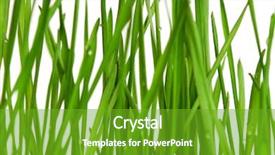  Presentation with fresh water splash green apple isolated white - PPT layouts having fresh green wheat grass isolated background and a tawny brown colored foreground