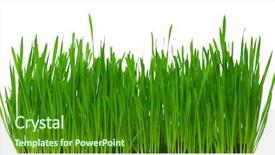  Presentation with grass texture on green - Cool new presentation with fresh green wheat grass isolated backdrop and a forest green colored foreground