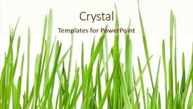  Presentation with fresh water splash green apple isolated white - Cool new slides with fresh green wheat grass isolated backdrop and a cream colored foreground