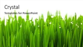  Presentation with fresh water - Colorful PPT theme enhanced with fresh green wheat grass backdrop and a white colored foreground