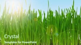  Presentation with wheat - Colorful PPT layouts enhanced with grass in field against blue backdrop and a tawny brown colored foreground