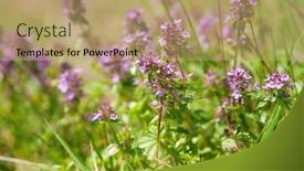  Presentation with light green - PPT theme with fresh-green-wild-thyme-herbs background and a coral colored foreground
