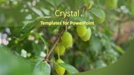  Presentation with olive tree - Slides with fresh-green-young-olive-tree background and a tawny brown colored foreground