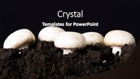  Presentation with growing - Audience pleasing slide deck consisting of fresh growing mashrooms backdrop and a black colored foreground