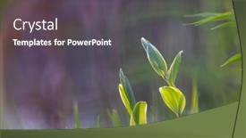  Presentation with plant growth - PPT layouts having fresh-growth-of-plant background and a dark gray colored foreground