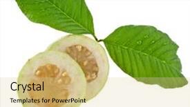  Presentation with guava - Presentation consisting of fresh guava fruit close up background and a  colored foreground