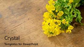  Presentation with oat flower - Slide deck consisting of fresh harvested canola or rapeseed background and a gold colored foreground