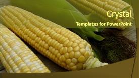  Presentation with corn cobs - Colorful PPT theme enhanced with fresh-harvested-corn-cobs backdrop and a tawny brown colored foreground