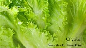  Presentation with lettuce - Beautiful PPT theme featuring fresh-harvested-green-lettuce-close backdrop and a yellow colored foreground