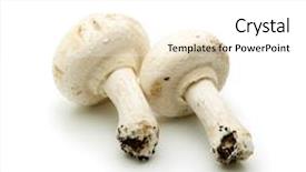  Presentation with mushroom - PPT layouts enhanced with culture champignons - fresh harvested mushroom isolated background and a white colored foreground