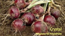  Presentation with red onion - Presentation theme enhanced with fresh harvested red onion bulbs background and a tawny brown colored foreground