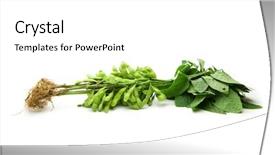  Presentation with plant roots - Cool new theme with fresh harvested soybean edamame plant backdrop and a white colored foreground