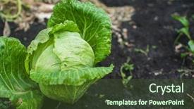  Presentation with cabbage - Presentation design having fresh harvesting cabbage on the ground background and a tawny brown colored foreground