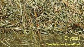  Presentation with domestic animals - Slide deck featuring fresh-hay-dry-grass background and a tawny brown colored foreground