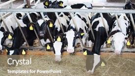  Presentation with beef cattle farm - Slide deck having fresh hay in large farm background and a coral colored foreground