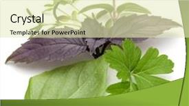  Presentation with sweet basil - Colorful PPT layouts enhanced with white background purple dark opal backdrop and a soft green colored foreground