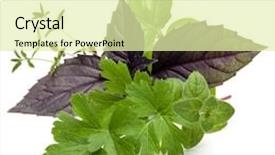  Presentation with sweet basil - Colorful presentation design enhanced with fresh herb leaves variety isolated on white background purple dark opal basil sweet basil oregano thyme parsley backdrop and a soft green colored foreground