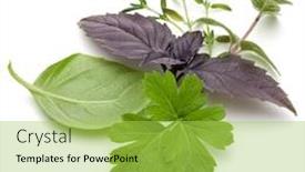  Presentation with sweet basil - PPT layouts with fresh herb leaves variety isolated on white background purple dark opal basil sweet basil oregano thyme parsley background and a yellow colored foreground