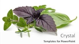  Presentation with sweet basil - Presentation enhanced with fresh herb leaves variety isolated on white background purple dark opal basil sweet basil oregano thyme parsley background and a white colored foreground