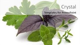  Presentation with oregano - Theme with fresh herb leaves variety isolated on white background purple dark opal basil sweet basil oregano thyme parsley background and a white colored foreground